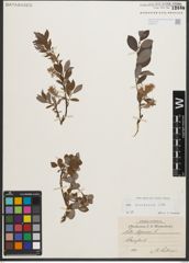 Foto von Salix starkeana Willd.
